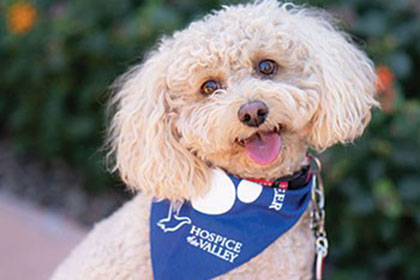 Pet Therapy Sedona