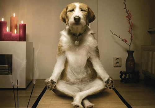 Yoga dog meditating