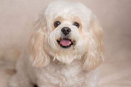 Pet Therapist Pebbles