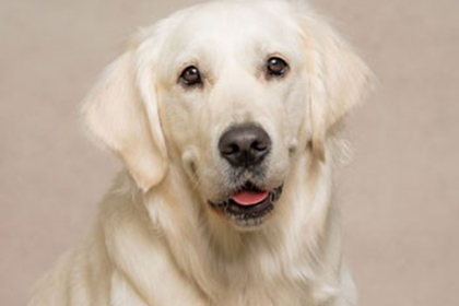 Pet Therapist Lucy